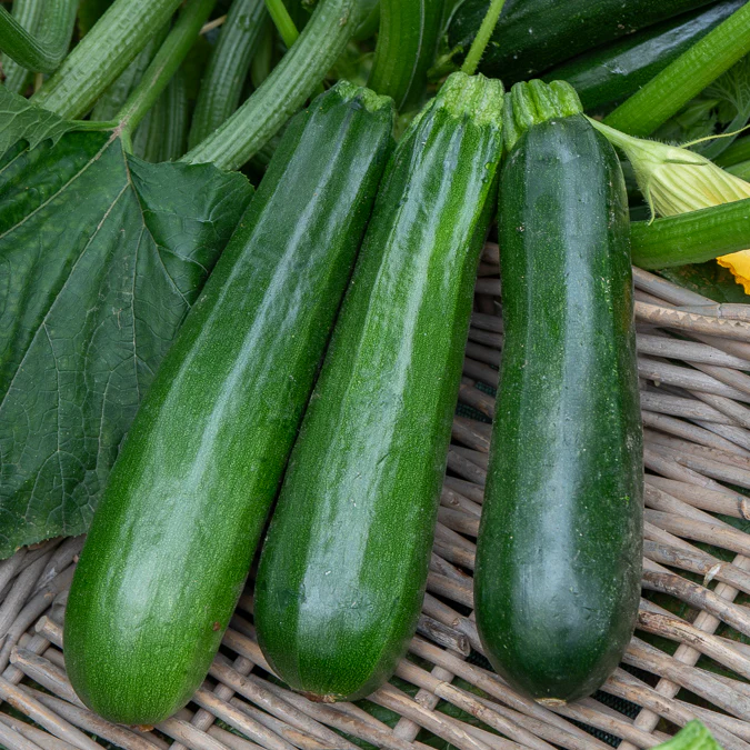 Courgettes vertes 500g