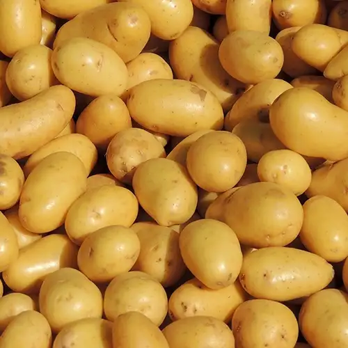 Filet de Pomme de terre 10Kg