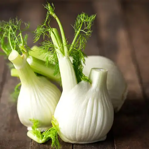 Fenouil nouveau 1 pièce