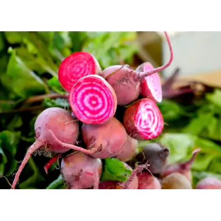 Betterave chioggia 500g
