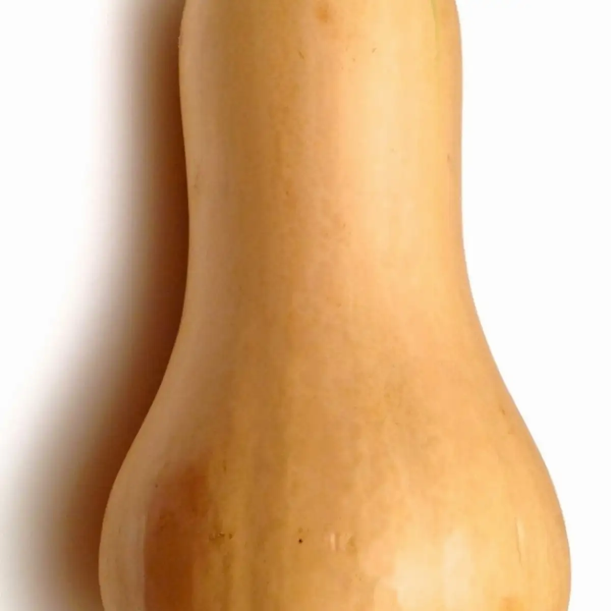 Butternut 1 pièce