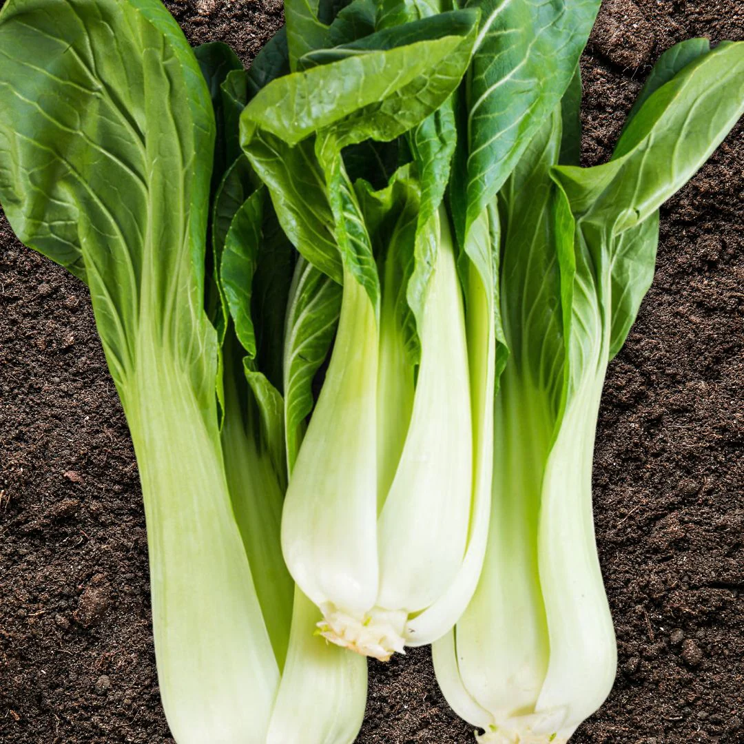 Chou Pak Choï 1 pièce