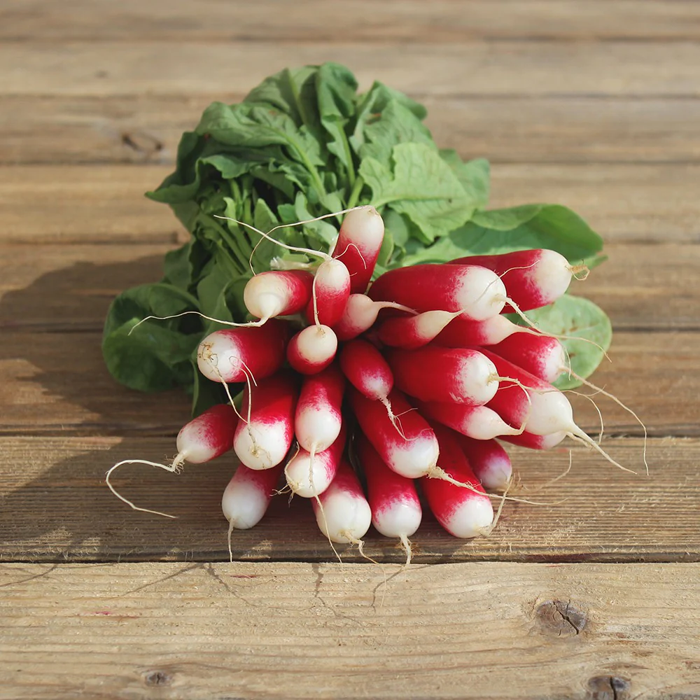 Radis 1 botte