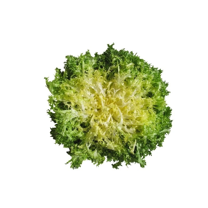 Chicorée frisée 1 pièce
