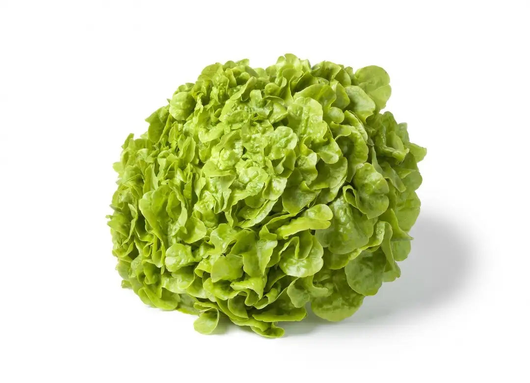 Feuille de chêne 1 pièce