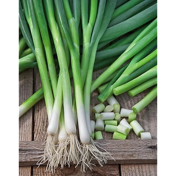 Oignon cebette botte