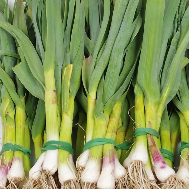 Aillet nouveau botte