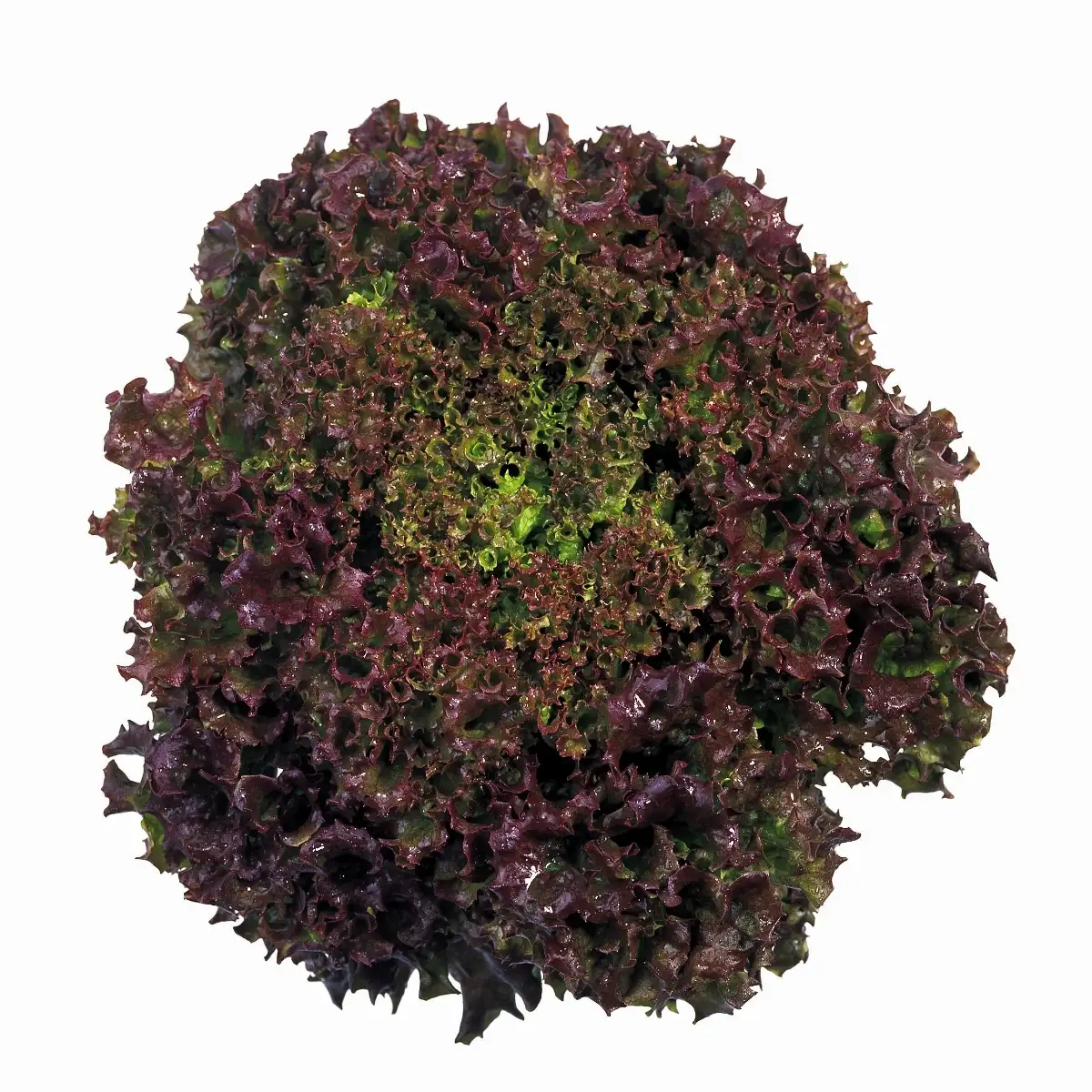 Salade Batavia brune